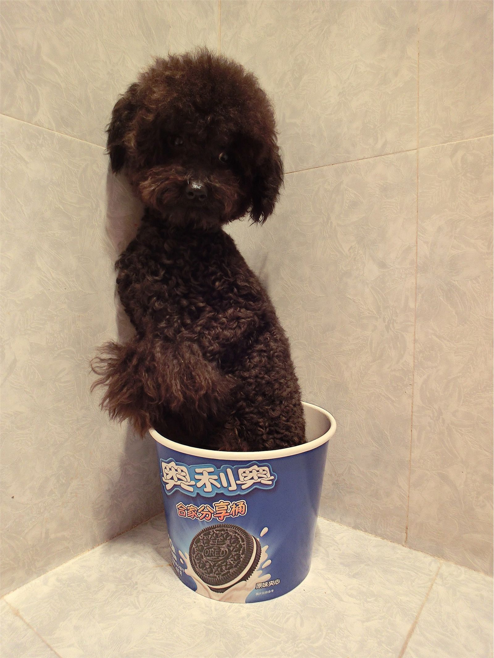 花哨尤物saisai的微博列表微女郎